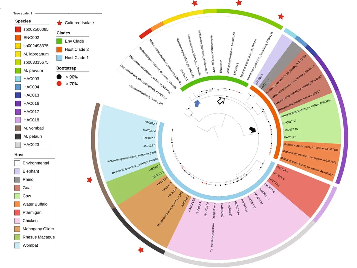 Open access visualization of Network, Phylogenetic Tree, Archaeal marker gene, MAGs, Isolate genomes