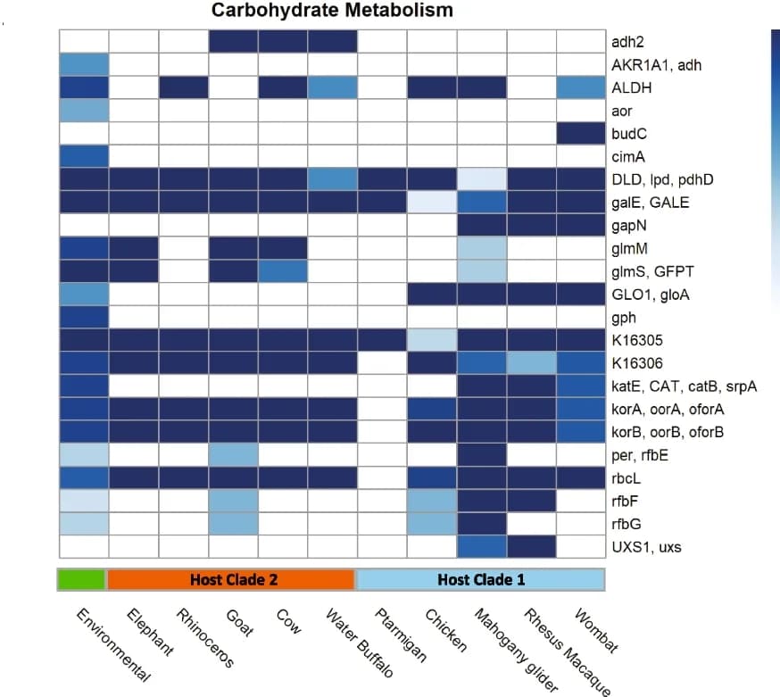 Open access visualization of Heatmap, Carbohydrate Metabolism, Energy Metabolism, Methanocorpusculum, KO Annotation