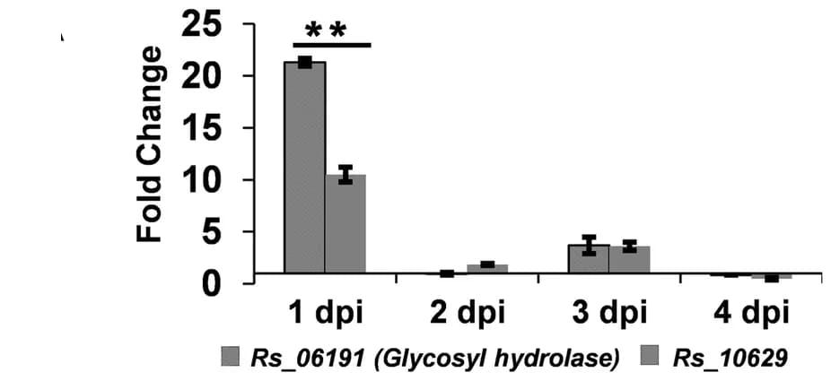 Open access visualization of Bar Plot, Error Bars, Clustered, qRT-PCR, Gene Expression