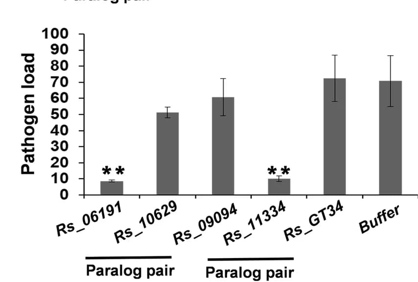 Open access visualization of Bar Plot, Error Bars, Pathogen Load, Tomato, R. solani