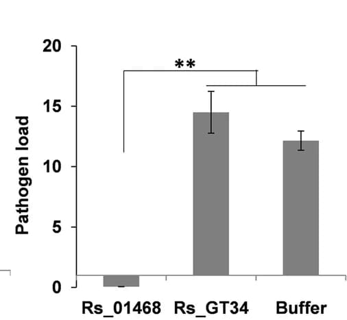 Open access visualization of Bar Plot, Error Bars, Pathogen Load, Rice, R. solani