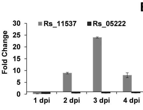 Open access visualization of Bar Plot, Error Bars, Clustered, qRT-PCR, Gene Expression