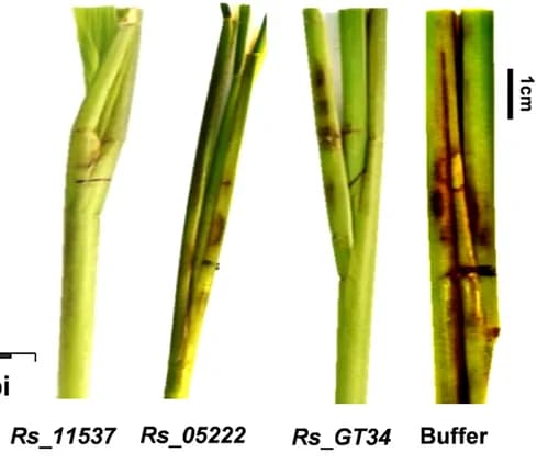 Open access visualization of Photo, Disease Symptoms, Rice, Gene Silencing, Buffer Treatment