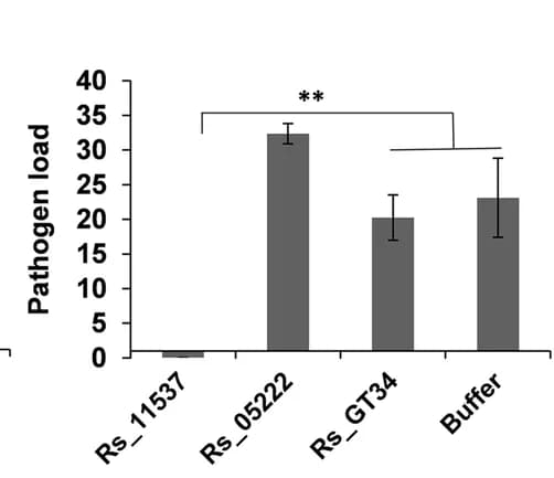 Open access visualization of Bar Plot, Error Bars, Pathogen Load, Rice Tillers, Gene Silencing