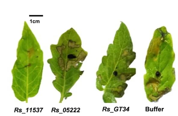 Open access visualization of Photo, Disease Symptoms, Tomato Leaves, Gene Silencing, Buffer Treatment