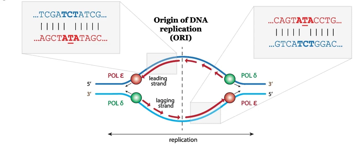 Open access visualization of Illustration, Workflow, DNA replication, Polymerase ε, Polymerase δ