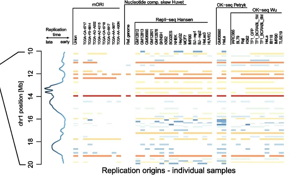Open access visualization of Heatmap, Line Plot, Chromosome 1, Vector Alignment, Replication Origin