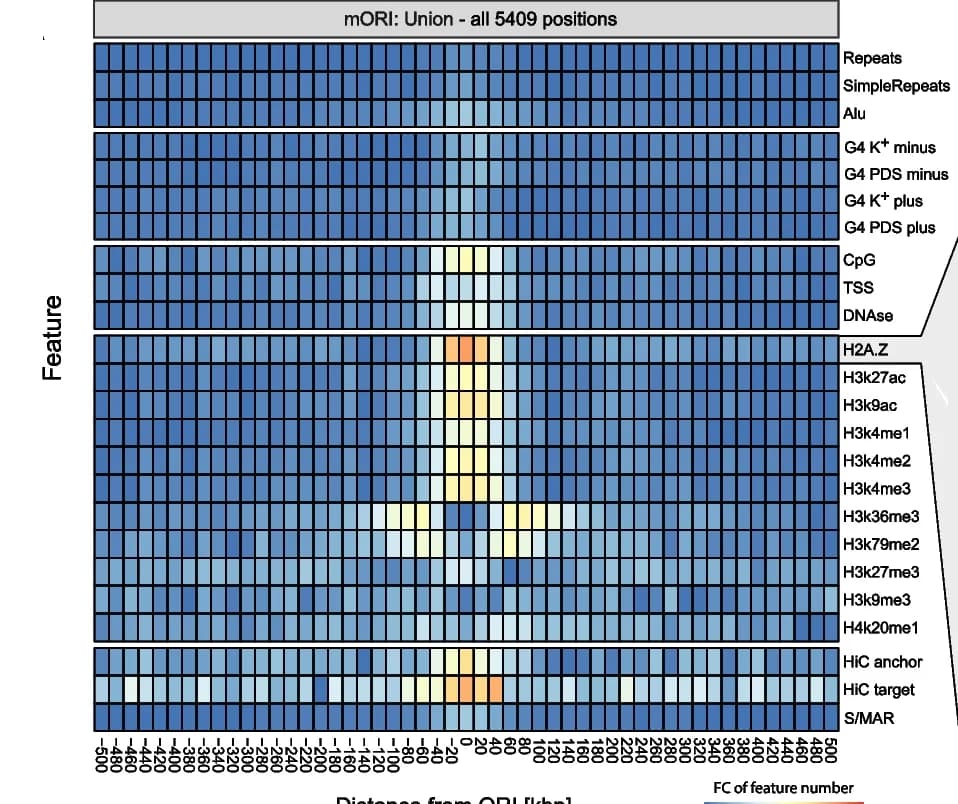 Open access visualization of Heatmap, Replication Origins, Epigenetic Features, Fold Change