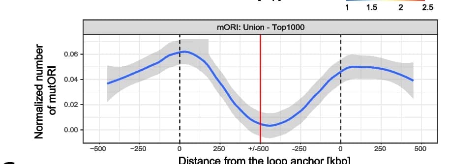 Open access visualization of Line Plot, Error Bars, ORI, Chromatin Loop Anchor, Loop Size