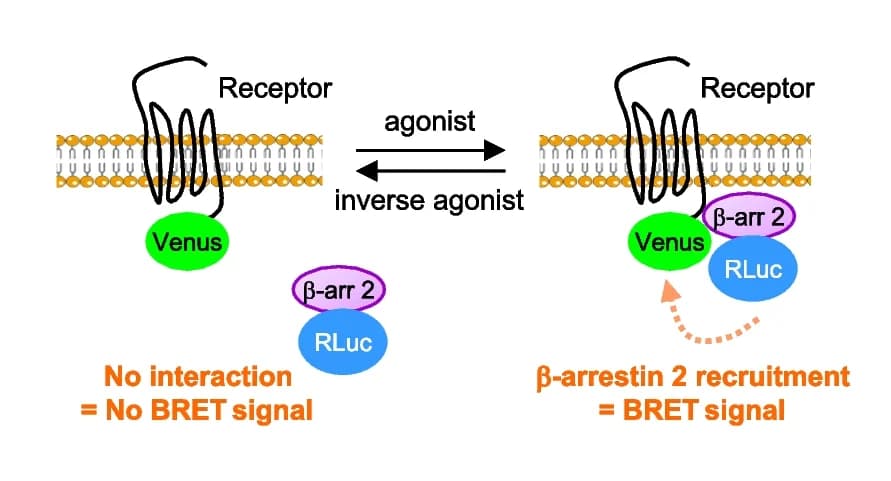 Open access visualization of Workflow, Illustration, BRET, Beta-arrestin 2, Receptor
