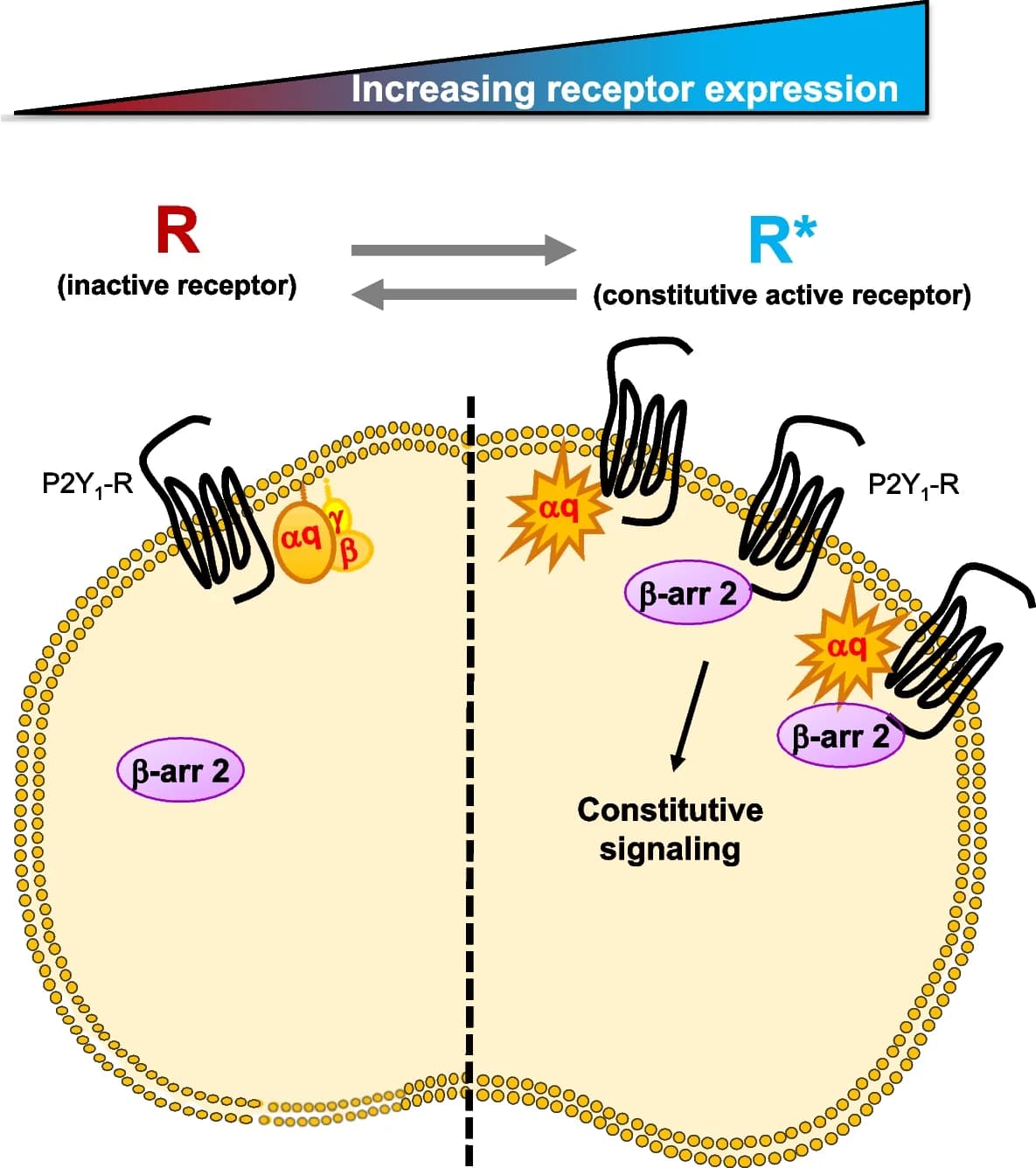 Open access visualization of Illustration, Workflow, P2Y1 Receptor, Receptor Expression, Gq Protein Signaling