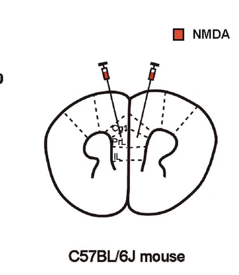 Open access visualization of Illustration, NMDA injection, mPFC, Schematic
