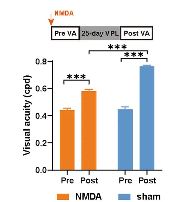 Open access visualization of Bar Plot, Error Bars, Clustered, Experimental procedure, Pre-NSF training VA
