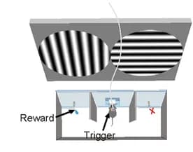 Open access visualization of Illustration, Calcium Recording, Training Chamber
