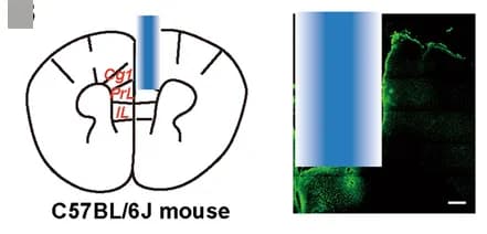 Open access visualization of Microscopy, Illustration, GRIN Lens, mPFC, GCaMP6f