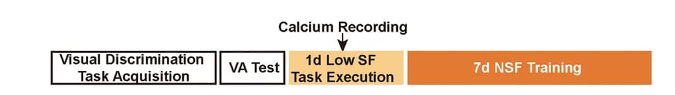 Open access visualization of Workflow, Calcium Recording, Schedule
