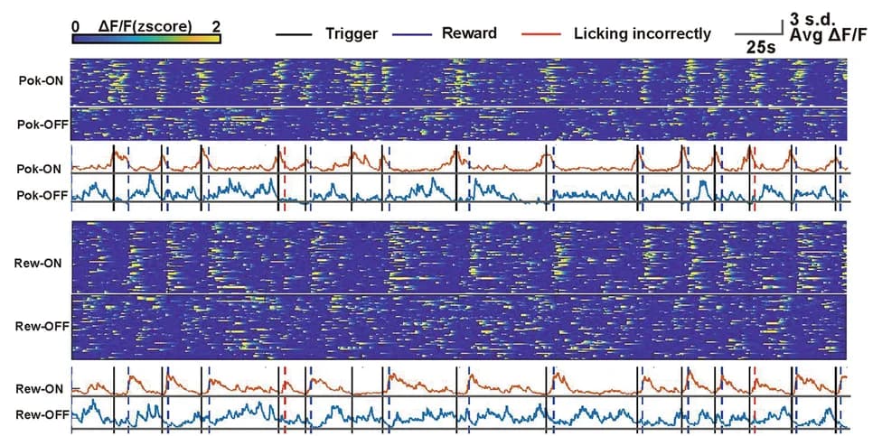 Open access visualization of Heatmap, Line Plot, Raster Plots, Calcium Activities, Neural Activity