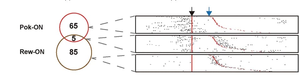 Open access visualization of Venn Diagram, Line Plot, Scatter Plot, Neural Ensembles, Calcium Events