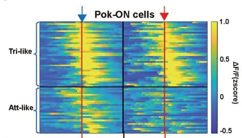 Open access visualization of Heatmap, Raster Plot, Z Score, Poking Behavior, Trigger-like Neurons