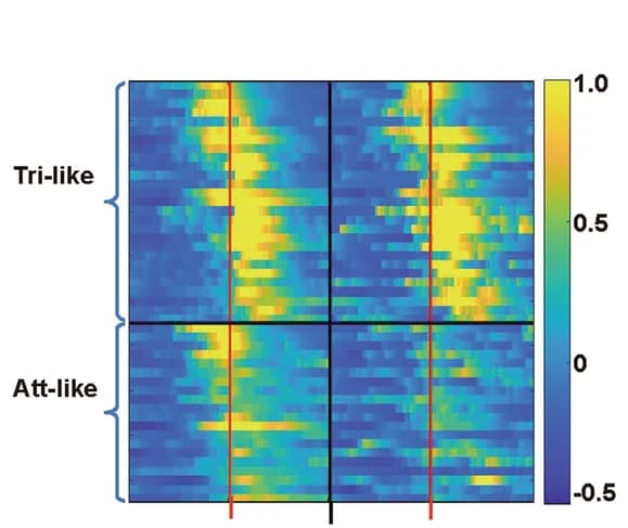 Open access visualization of Heatmap, Raster Plot, Z Score, Poking Behavior, Trigger-like Neurons