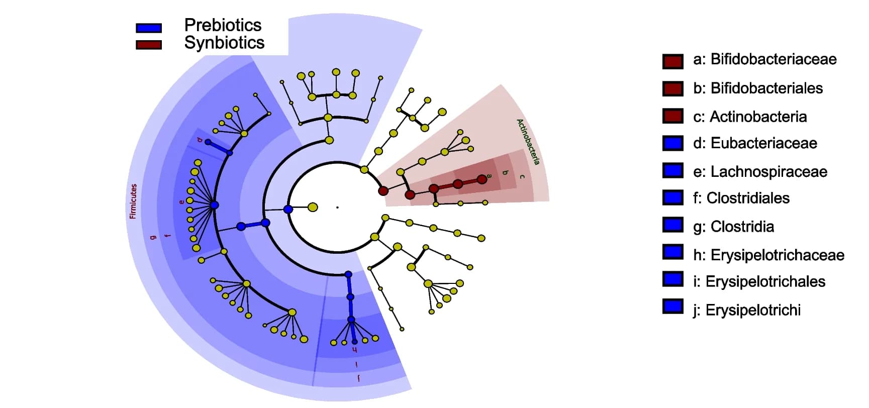 Open access visualization of Network, Pathway, Cladogram, Bifidobacteriaceae, Synbiotic group