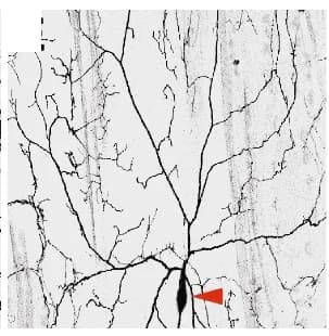 Open access visualization of Microscopy, DdaC neurons, mCD8GFP, Confocal imaging, Scm H3885/D1