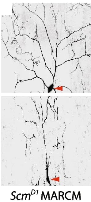 Open access visualization of Microscopy, DdaC neurons, mCD8GFP, Confocal imaging, Scm D1