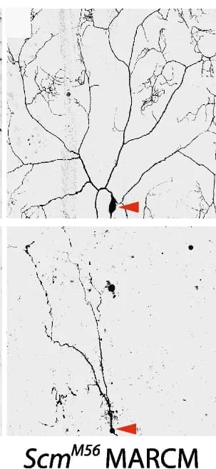 Open access visualization of Microscopy, DdaC neurons, mCD8GFP, Confocal imaging, Scm M56