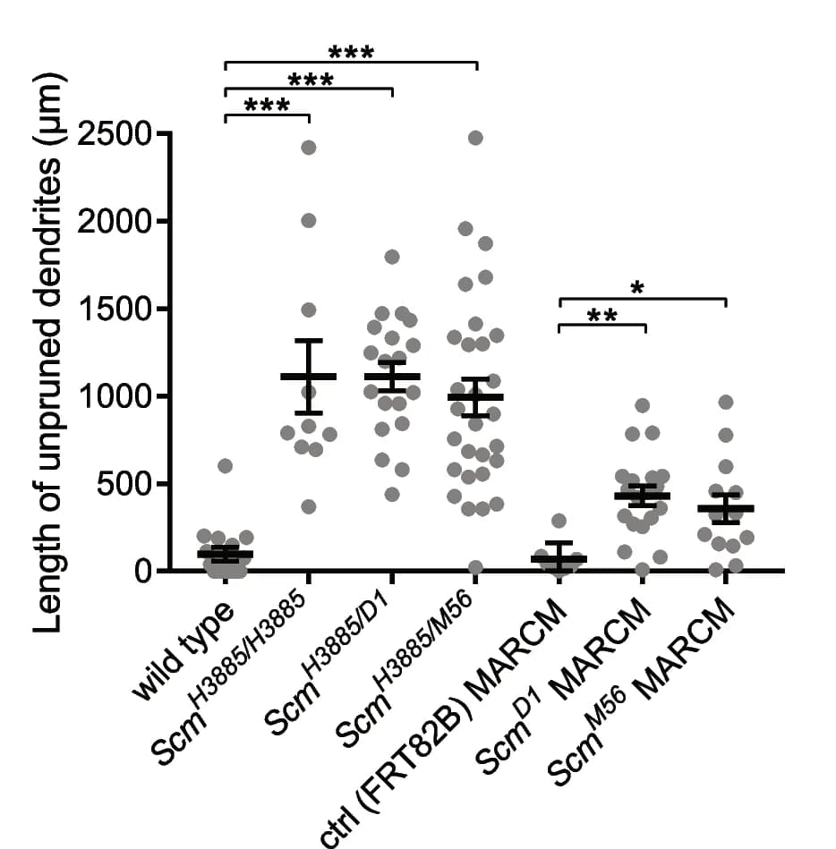 Open access visualization of Scatter Plot, Error Bars, DdaC neurons, Unpruned dendrites, Quantification