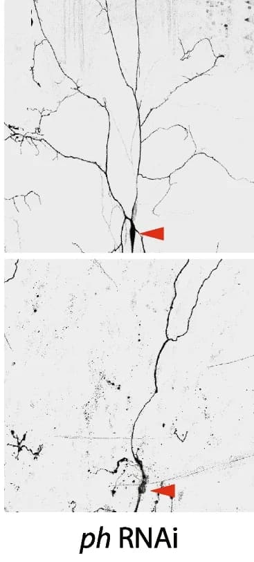 Open access visualization of Microscopy, ddaC Neuron, RNAi, Dendrite Pruning