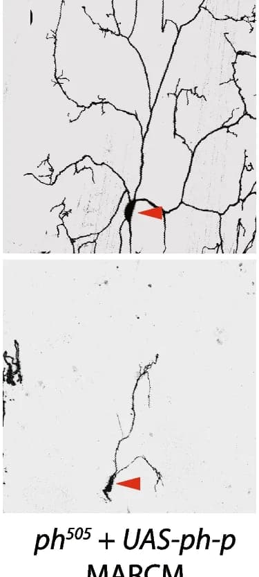 Open access visualization of Microscopy, Dendrite Pruning, MARCM clones, ph-p overexpression