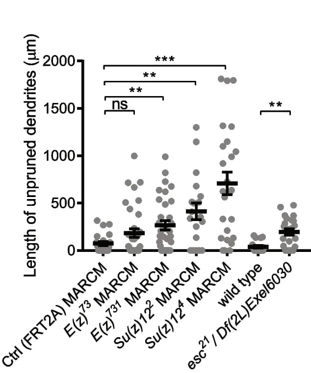 Open access visualization of Scatter Plot, Error Bars, Quantification, Unpruned Dendrites, ddaC Dendrites