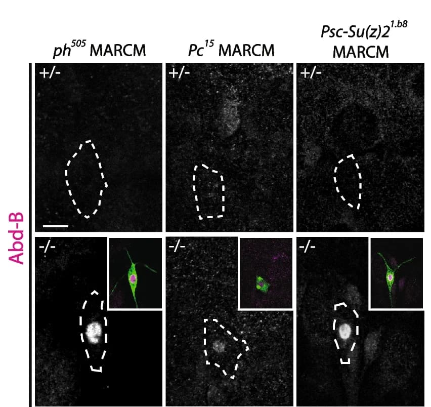 Open access visualization of Microscopy, MARCM, ddaC Clones, Mutant Alleles, Immunostaining
