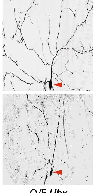 Open access visualization of Microscopy, Confocal Images, ddaC Neurons, Ubx Overexpression, Dendrite Pruning