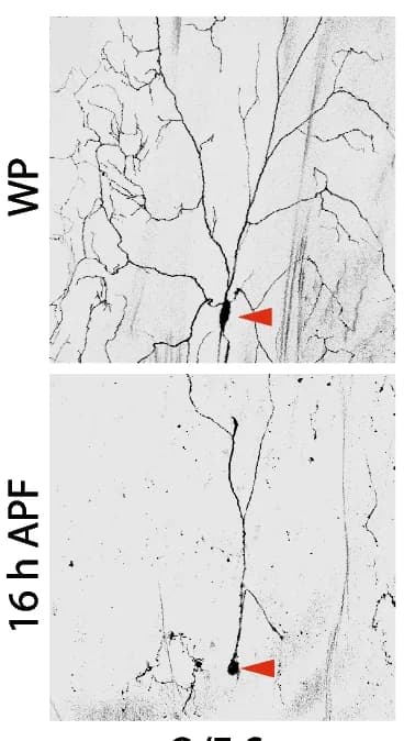 Open access visualization of Microscopy, Confocal Images, ddaC Neurons, Scr Overexpression, Dendrite Pruning