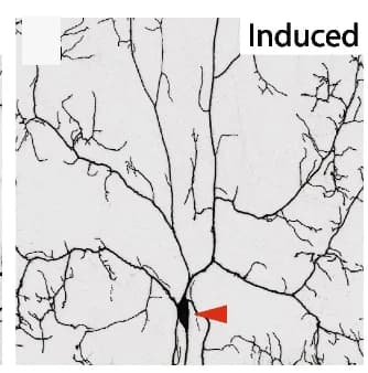 Open access visualization of Microscopy, RU486 Induction, Late Larval Expression, GeneSwitch System, Dendrite Pruning