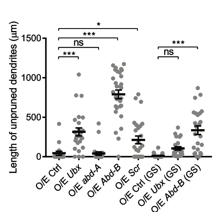 Open access visualization of Scatter Plot, Error Bars, Quantification, Dendrite Length, Unpruned Dendrites