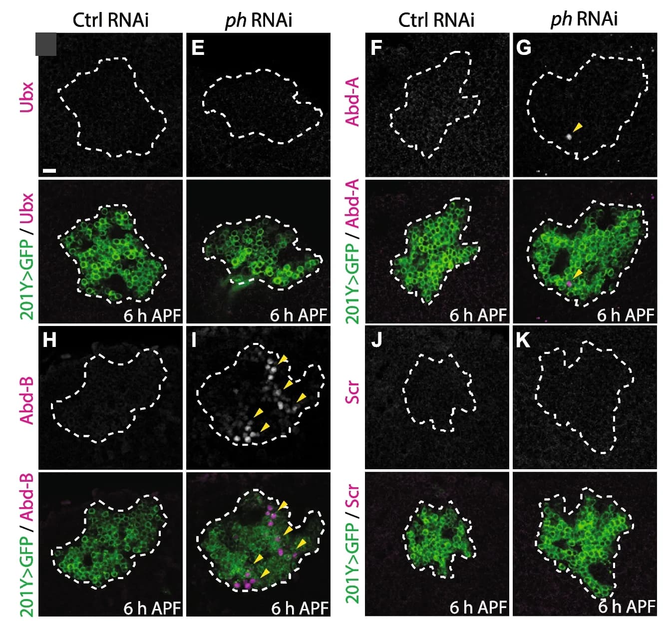 Open access visualization of Microscopy, MB γ Neurons, mCD8GFP, anti-GFP, anti-Ubx