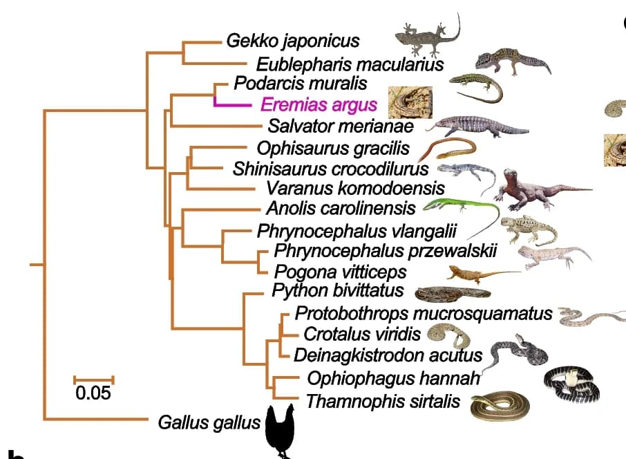 Open access visualization of Workflow, Illustration, Phylogenomic Tree, Lizards, Snakes