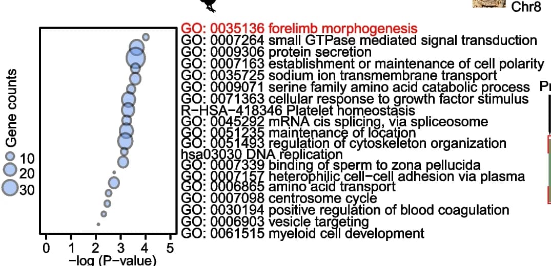 Open access visualization of Bubble Plot, Functional Enrichment, Mongolian Racerunner, Genes, Chromosome Breakpoint Regions