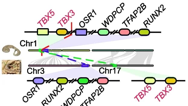 Open access visualization of Sankey, Photo, Genes, Limb Development, Chromosome Breakpoint Regions