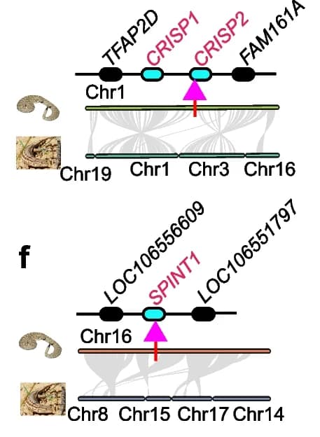 Open access visualization of Network, Pathway, Genes, Rattlesnake Venom Formation, Chromosome Breakpoint Regions