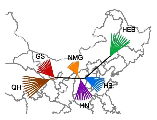 Open access visualization of Geo Map, Neighbor-Joining Tree, Allele Sharing Matrix, Mongolian Racerunner, Variants