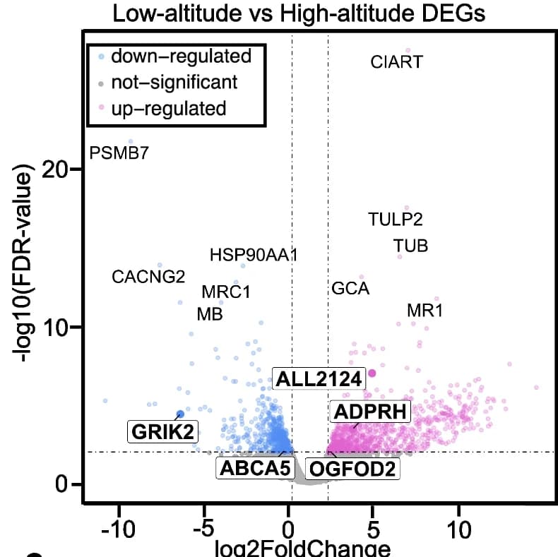 Open access visualization of Volcano Plot, Differentially Expressed Genes, Altitude, FDR, Fold Change