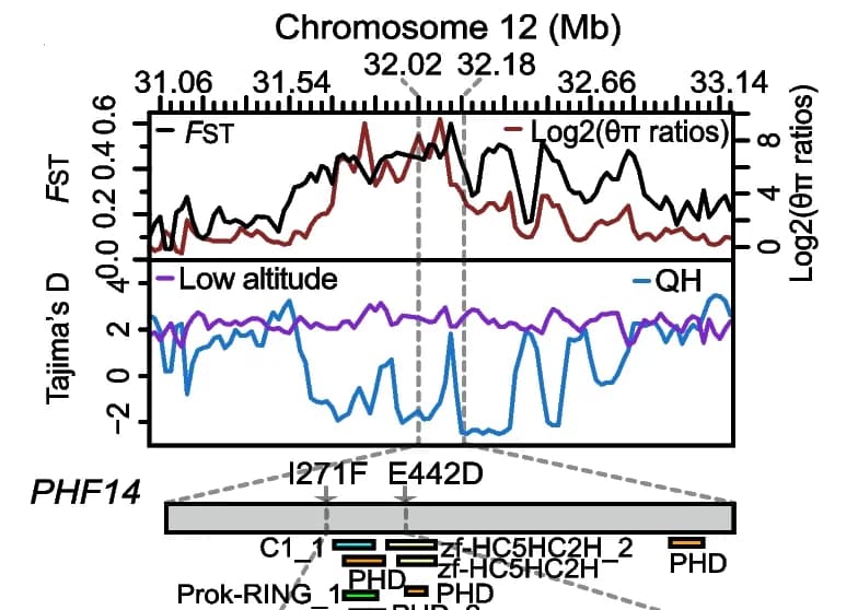 Open access visualization of Line Plot, PHF14, Population differentiations, Protein Structure, Amino acid sequence