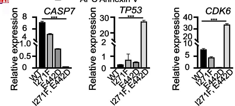 Open access visualization of Bar Plot, Error Bars, Gene Expression, Apoptosis Genes, CASP7