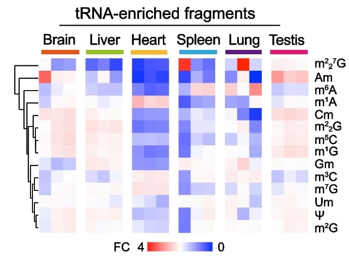 Open access visualization of Heatmap, Clustered, Heatmaps, RNA modification, Mouse tissues