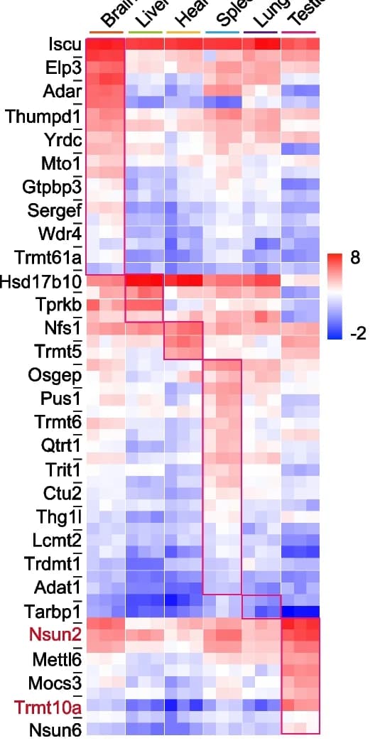 Open access visualization of Heatmap, RNA modification enzymes, Mouse tissues, Expression levels