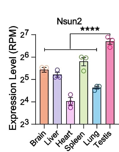Open access visualization of Bar Plot, Error Bars, tRNA methyltransferase Nsun2, Transcriptome sequencing, Expression level