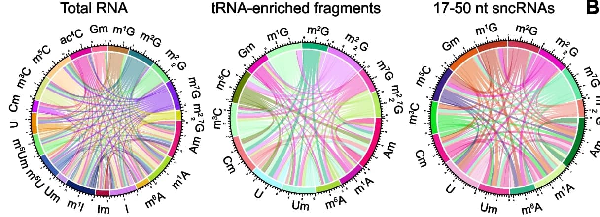 Open access visualization of Chord, RNA Modifications, Total RNA, tRNA-enriched Fragments, sncRNAs